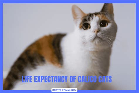 The Calico Cat -  A Timeless Tale Exploring Perseverance and Unexpected Friendship in Ancient Malaysia!